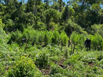 PJC: Cortan y queman 10 hectáreas de Marihuana en etapa de crecimiento